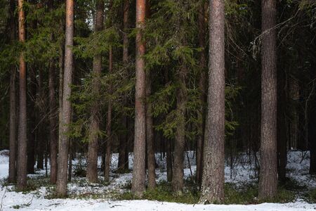 Taiga forest on a sunny spring day. Trees, tree branches snatched from the shadows by the sun's rays.の写真素材