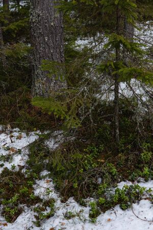 Taiga forest on a sunny spring day. Thawed patch with bushes of cranberries on it.の写真素材