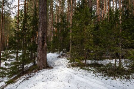 Taiga forest on a sunny spring day. Trees, tree branches snatched from the shadows by the sun's rays.の写真素材