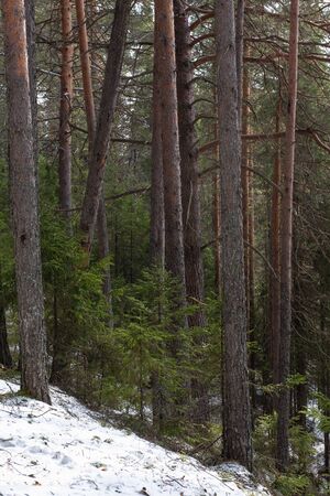 Taiga forest on a  spring day.の写真素材
