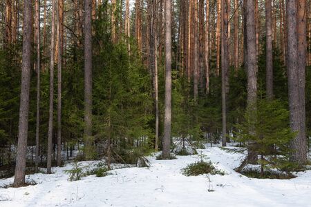 Taiga forest on a sunny spring day. Trees, tree branches snatched from the shadows by the sun's rays.の写真素材