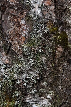 Macrophotography. The bark of tree overgrown with moss and lichen.の写真素材