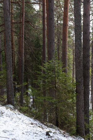 Taiga forest on a  spring day.の写真素材