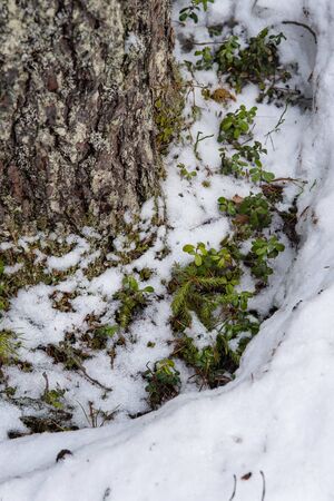 Taiga forest on a sunny spring day. Thawed patch with bushes of cranberries on it.の写真素材