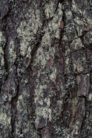 Macrophotography. The bark of tree overgrown with moss and lichen.の写真素材