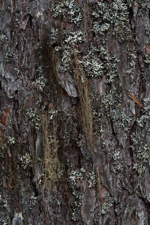 Macrophotography. The bark of tree overgrown with moss and lichen.の写真素材