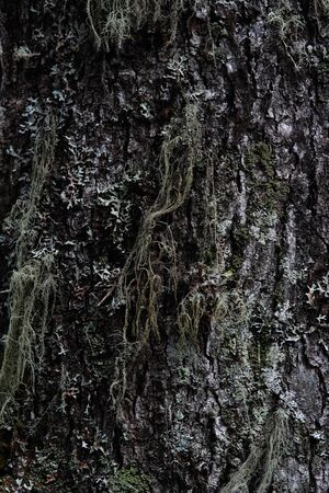 Macrophotography. The bark of tree overgrown with moss and lichen.の写真素材