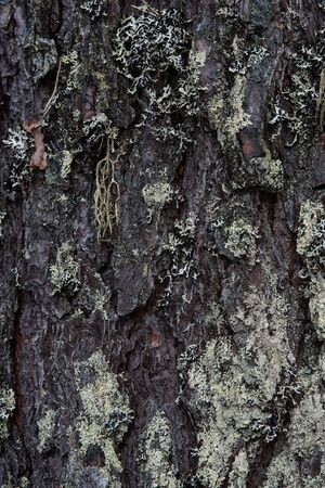 Macrophotography. The bark of tree overgrown with moss and lichen.の写真素材