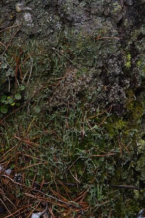 Macrophotography. The bark of tree overgrown with moss and lichen.の写真素材