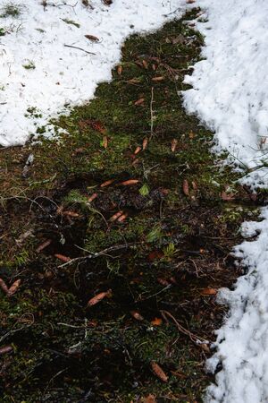 Taiga forest on a  spring day.の写真素材