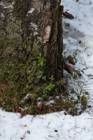 Taiga forest on a sunny spring day. Thawed patch with bushes of cranberries on it.の写真素材