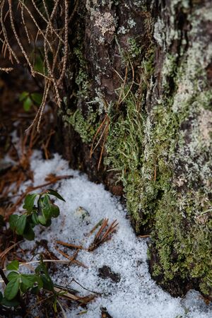 Taiga forest on a sunny spring day. Thawed patch with bushes of cranberries on it.の写真素材