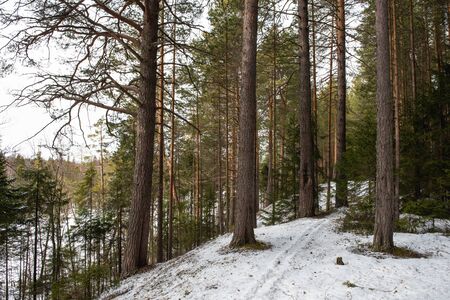 Taiga forest on a sunny spring day. Trees, tree branches snatched from the shadows by the sun's rays.の写真素材