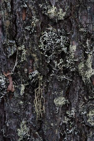 Macrophotography. The bark of tree overgrown with moss and lichen.の写真素材