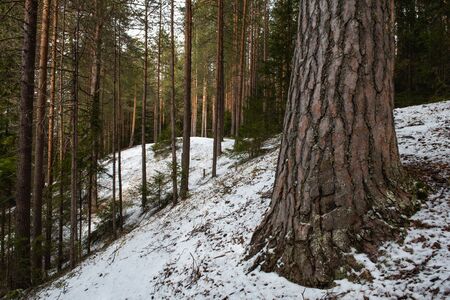 Taiga forest on a  spring day.の写真素材