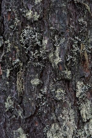 Macrophotography. The bark of tree overgrown with moss and lichen.の写真素材