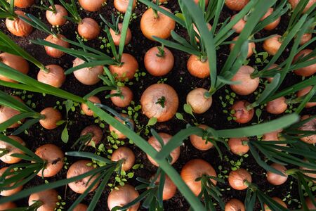 Sprouts of onion. Close up backgroundの写真素材