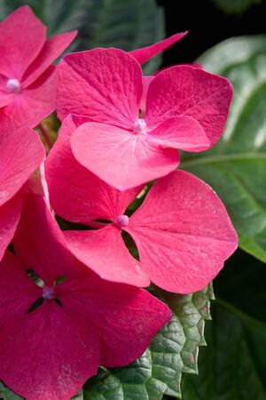 Red hydrangea flowers close-up.の写真素材