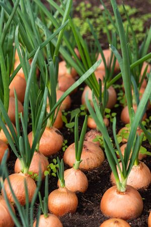 Sprouts of onion. Close up backgroundの写真素材