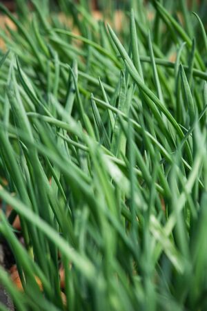 Sprouts of onion. Close up backgroundの写真素材