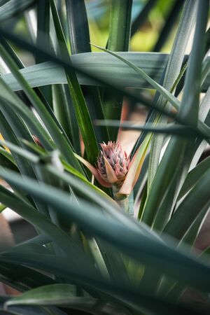 Close up photography of the pineapple blossom in the greenhouse.の写真素材