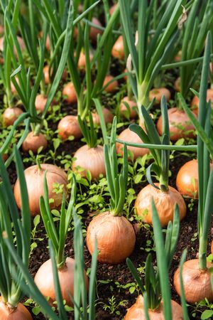 Sprouts of onion. Close up backgroundの写真素材