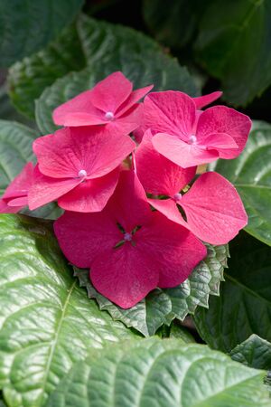 Red hydrangea flowers close-up.の写真素材