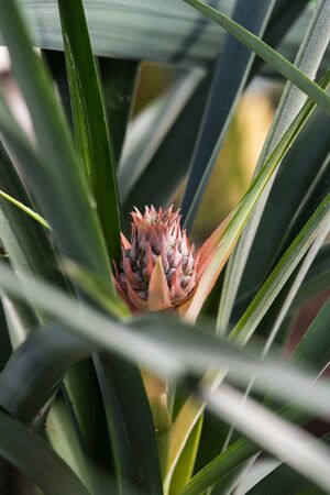 Close up photography of the pineapple blossom in the greenhouse.の写真素材