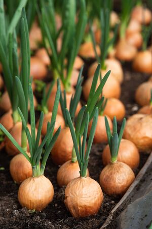 Sprouts of onion. Close up backgroundの写真素材