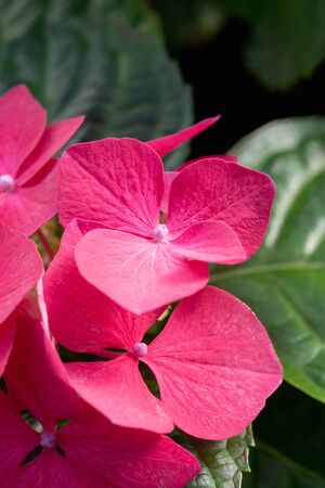 Red hydrangea flowers close-up.の写真素材