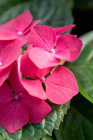 Red hydrangea flowers close-up.の写真素材