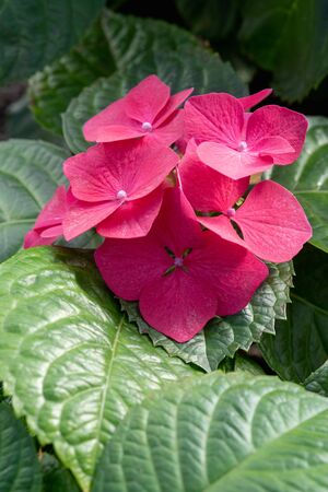 Red hydrangea flowers close-up.の写真素材
