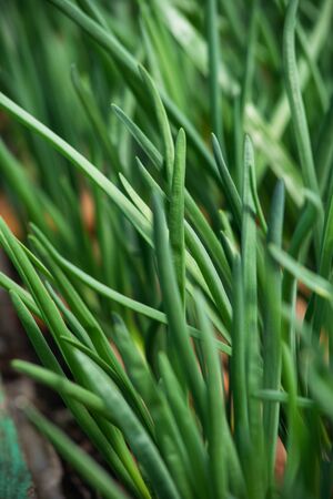 Sprouts of onion. Close up backgroundの写真素材