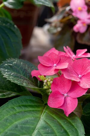 Red hydrangea flowers close-up.の写真素材
