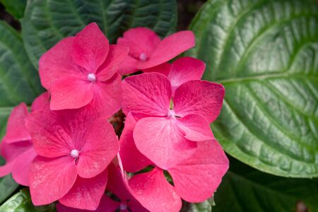 Red hydrangea flowers close-up.の写真素材