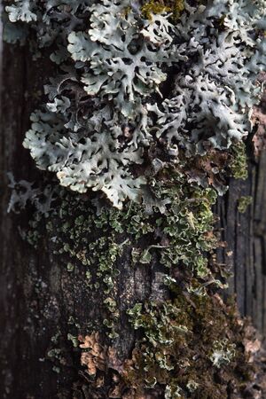 Macrophotography. The bark of tree overgrown with moss and lichen.の写真素材