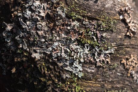 Macrophotography. The bark of tree overgrown with moss and lichen.の写真素材