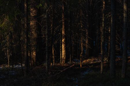 Landscape. Spring forest at sunset. The bright warm light of the sun creates contrasting dark shadows and bright highlights on the tree trunks. Most of the snow has already meltedの写真素材