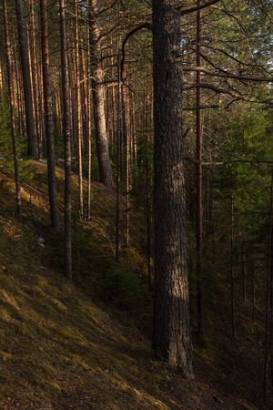 Landscape. Spring forest at sunset. The bright warm light of the sun creates contrasting dark shadows and bright highlights on the tree trunks. Most of the snow has already meltedの写真素材