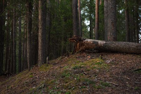 Detail. Rotten at the root of a pine tree felled by a strong wind in the spring forest in the light of sunset.の写真素材