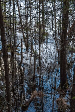 Landscape. Forest lake shore at the beginning of snow melting. Some of the trees have already been flooded with meltwater. The bright warm light of the sunset creates contrasts and deep shadows.の写真素材