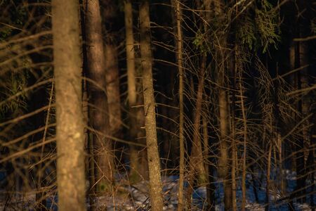 Landscape. Spring forest at sunset. The bright warm light of the sun creates contrasting dark shadows and bright highlights on the tree trunks. Most of the snow has already meltedの写真素材