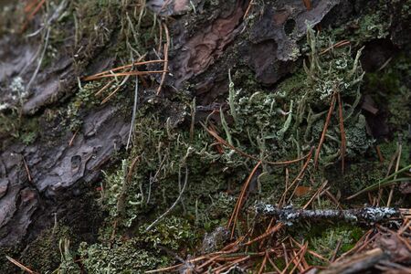 Macrophotography. The bark of tree overgrown with moss and lichen.の写真素材