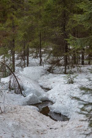Thawing in the spring forest with water coming up.の写真素材