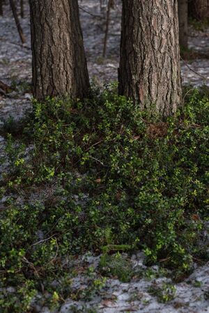 Taiga forest on a sunny spring day. Thawed patch with bushes of cranberries on it.の写真素材
