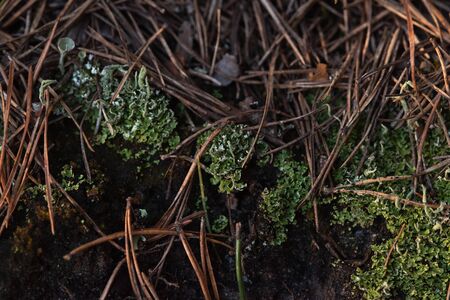 Macrophotography. The bark of tree overgrown with moss and lichen.の写真素材
