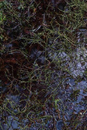 Blueberry bushes without leaves after snow melts in the spring forest close-up.