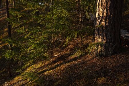 Landscape. Spring forest at sunset. The bright warm light of the sun creates contrasting dark shadows and bright highlights on the tree trunks. Most of the snow has already meltedの写真素材