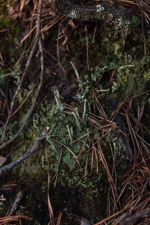 Macrophotography. The bark of tree overgrown with moss and lichen.の写真素材