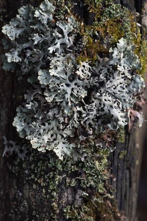 Macrophotography. The bark of tree overgrown with moss and lichen.の写真素材